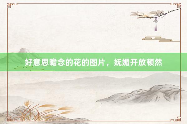 好意思瞻念的花的图片，妩媚开放顿然